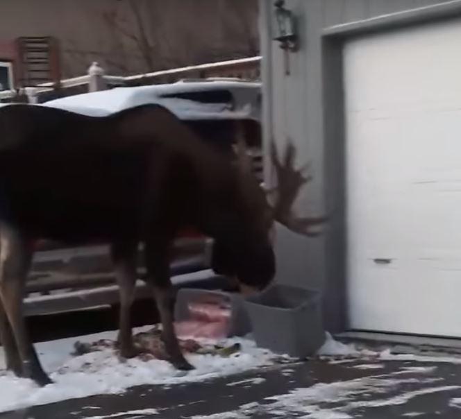 Moose Eating Compost