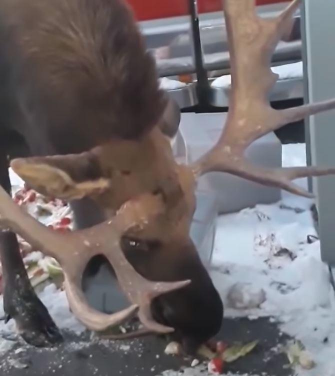 Moose salad
