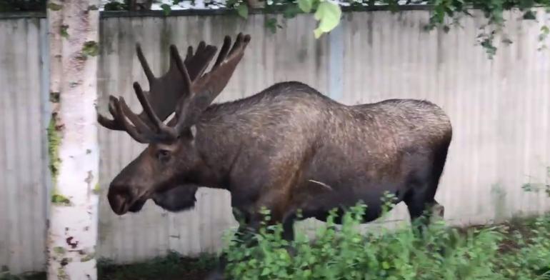 Moose in backyard