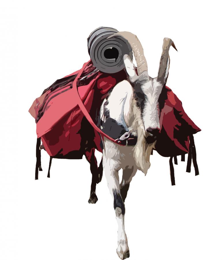 Pack goat illustration