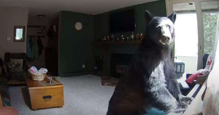 Bear "playing" piano