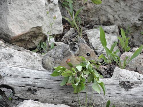 pika