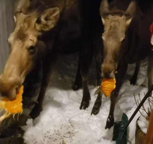 Moose eating pumpkins