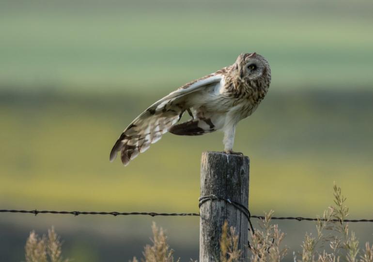 Short Eared Owl