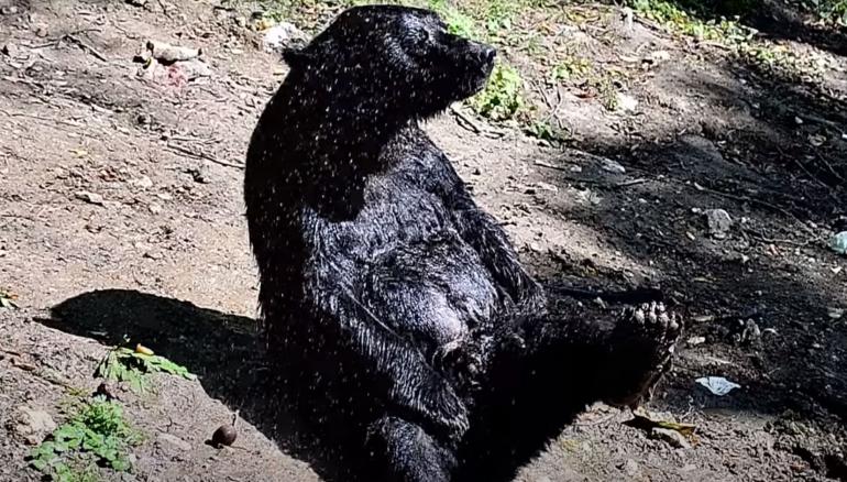 Showering bear with leg up