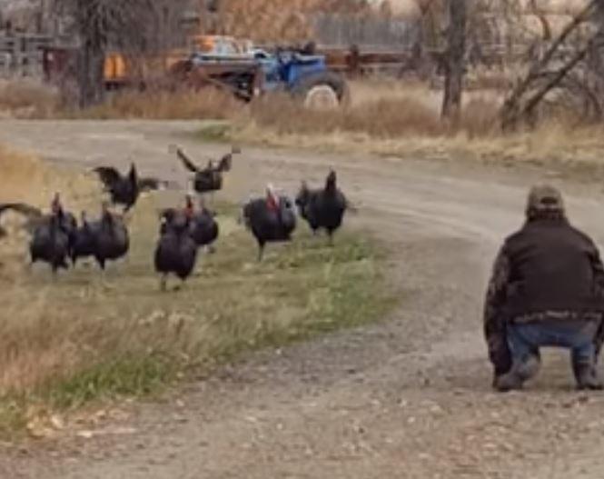 Man luring turkeys with call