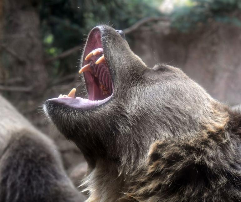 Roaring Grizzly 