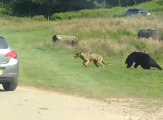 Bear chasing wolf