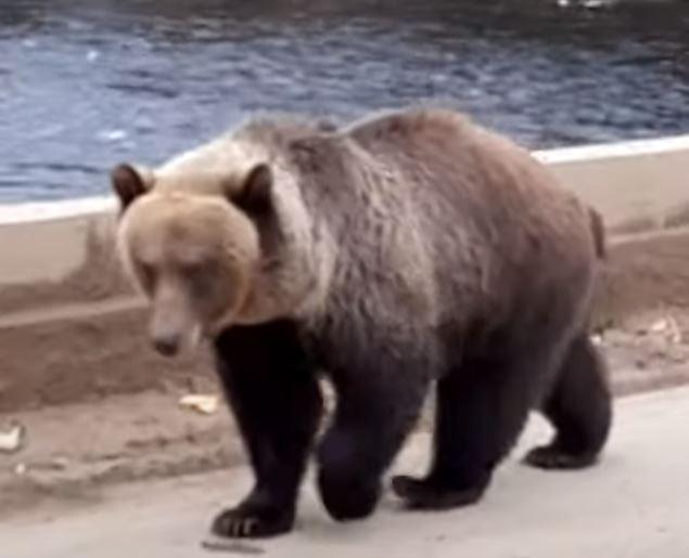 Bear approaching on bridge