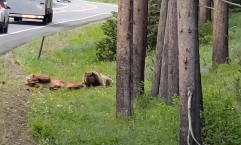 Bear attacks elk