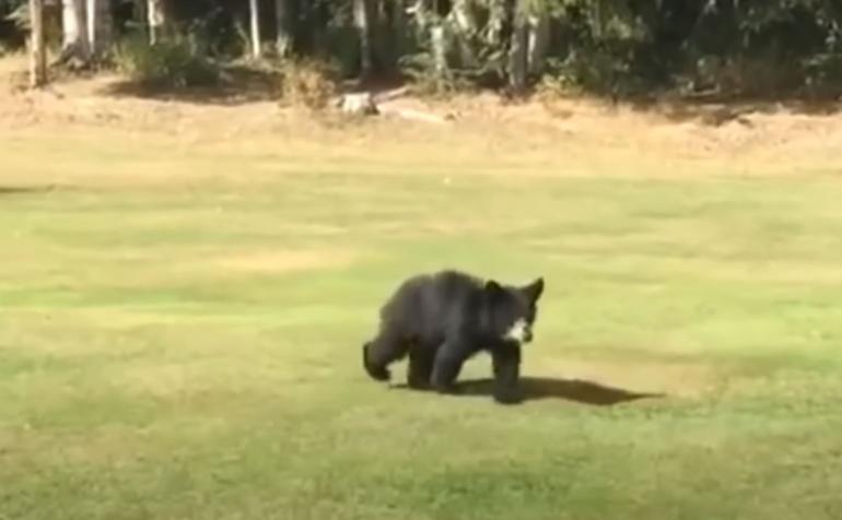 Bear cub on golf course