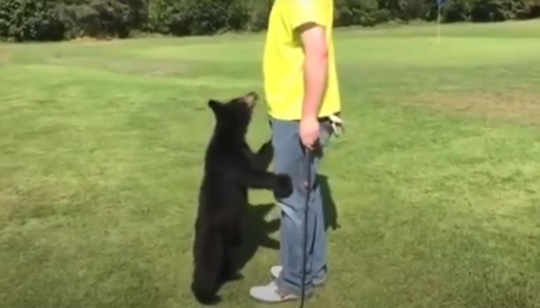 Bear saying hello to golfer