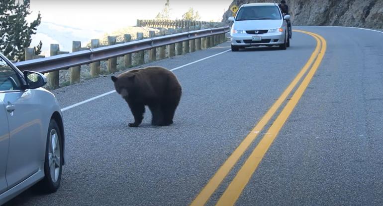 Mama bear on Yellowstone road
