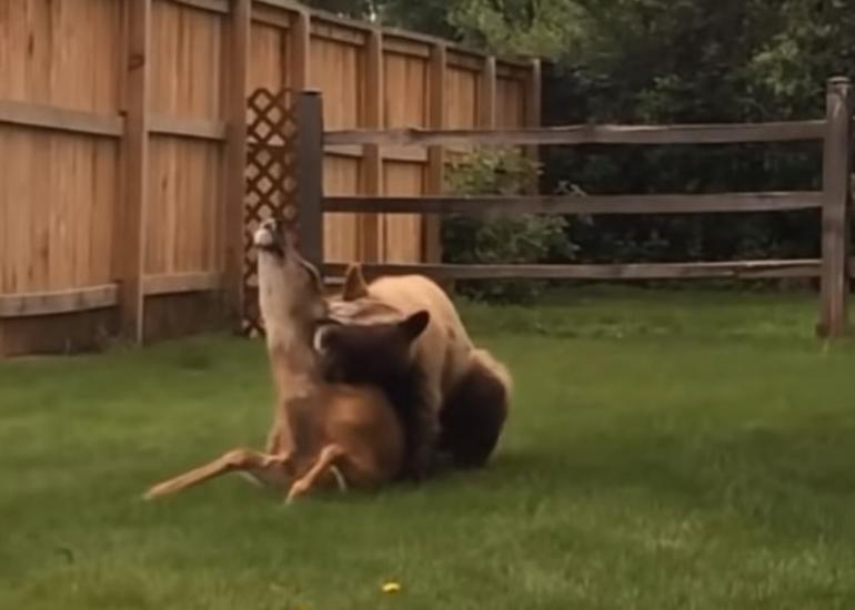 Bear kills deer in yard