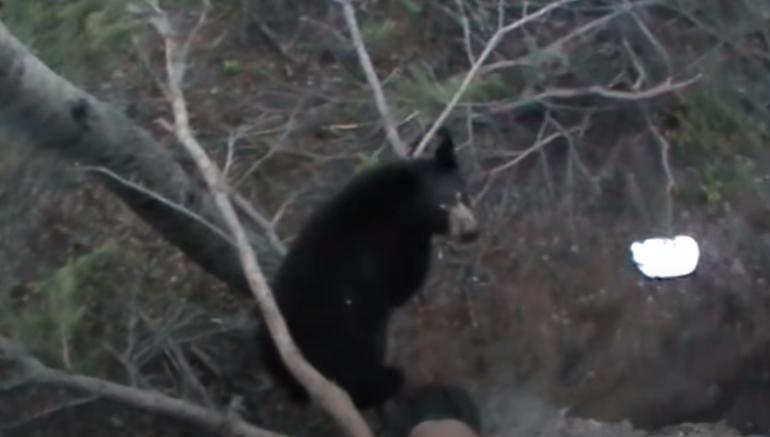 Bear looking up into treestand
