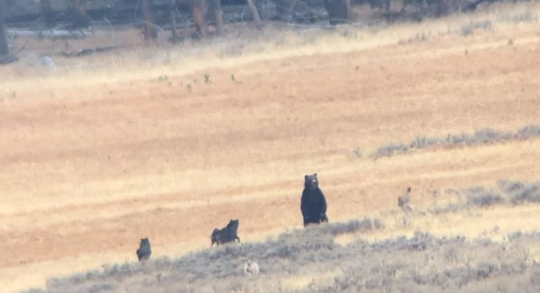 Bear and wolves in Yellowstone