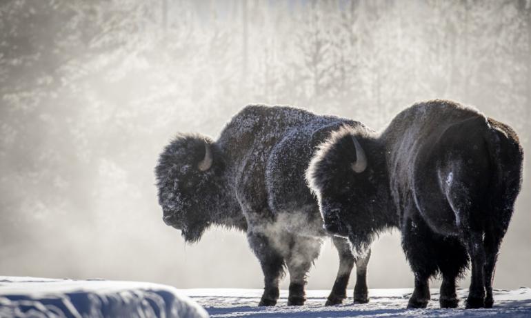 Snow bison at Yellowstone