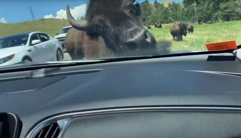 Bison and car