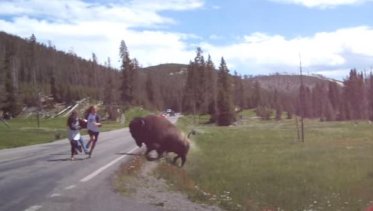 Bison charges tourists who get too close
