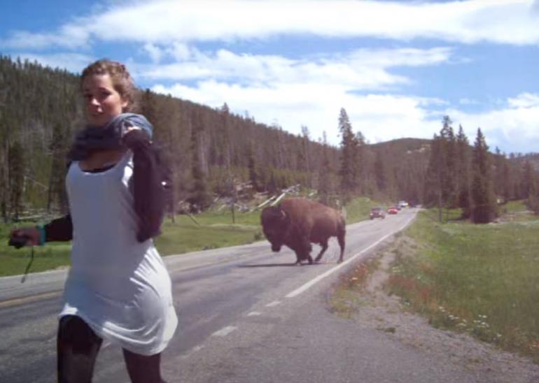 Bison charges tourists who get too close