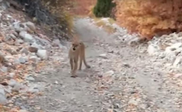 Cougar on hiking trail
