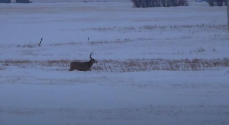Drop tine buck