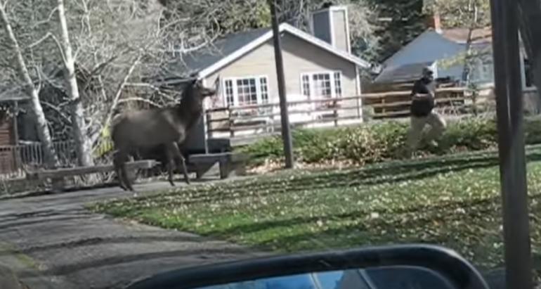 Elk chases man