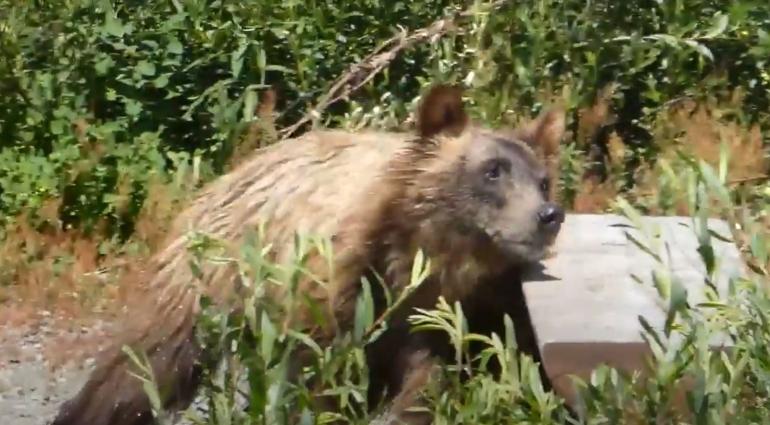 Grizzly bear and picnic bench in Glacier