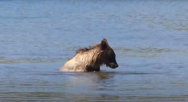 Grizzly bear swims in Glacier