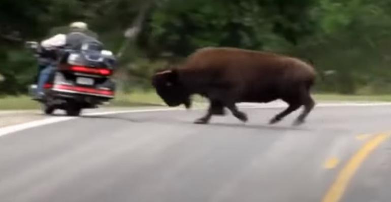Bikers vs Bison on Highway