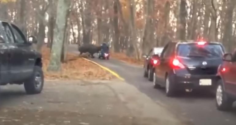 Bikers vs Bison on Highway