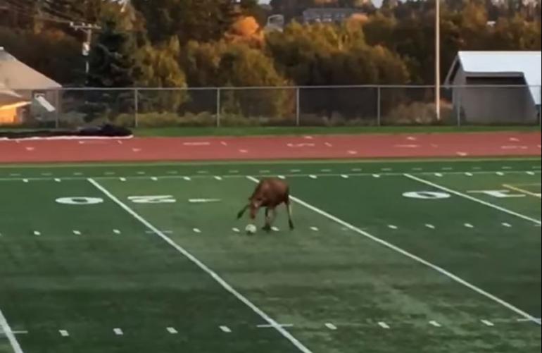 Moose playing soccer