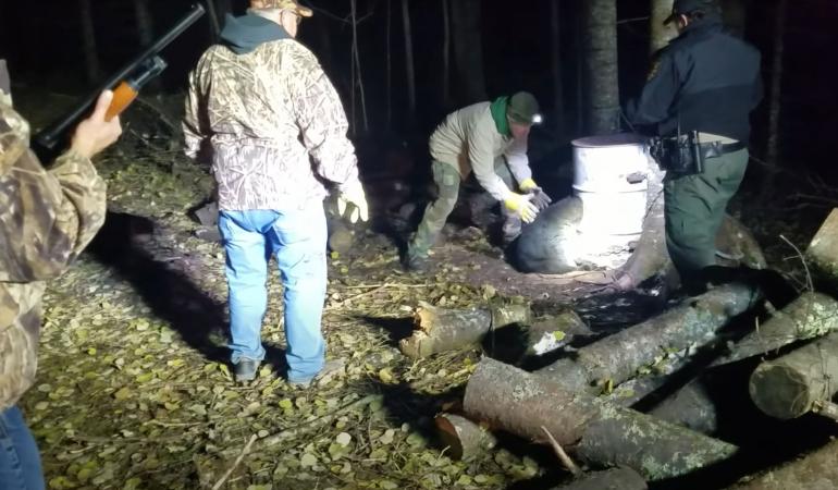 Freeing bear from barrel