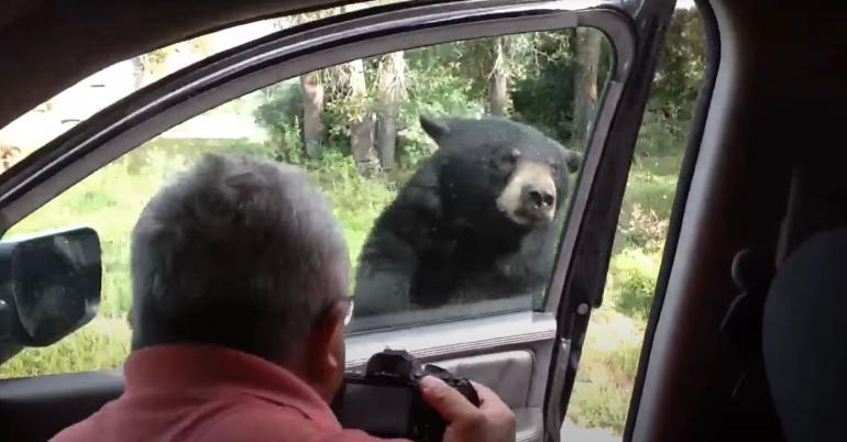 Bear opens car door