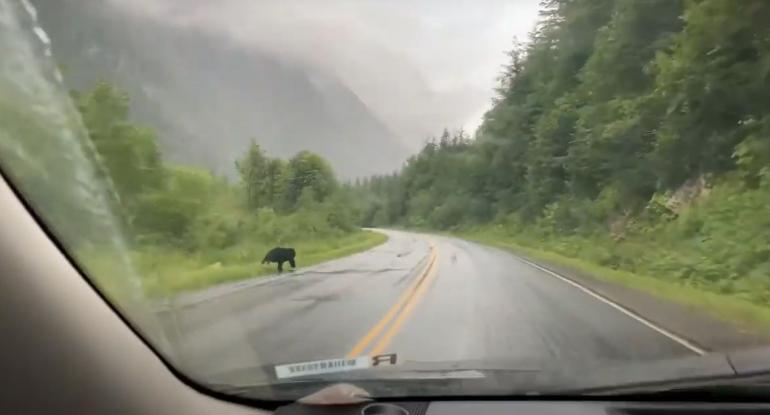 Bear crosses road