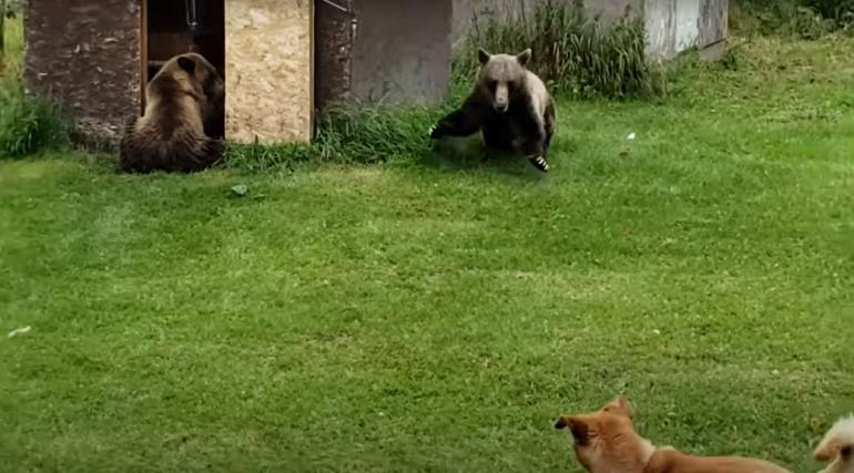 Bears vs dogs