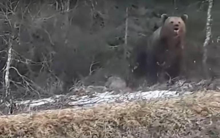 Bear eats moose