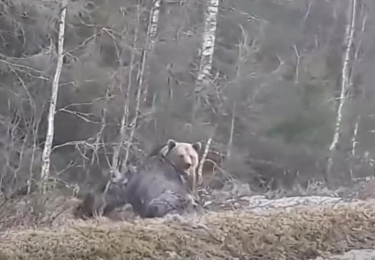 Bear eats moose