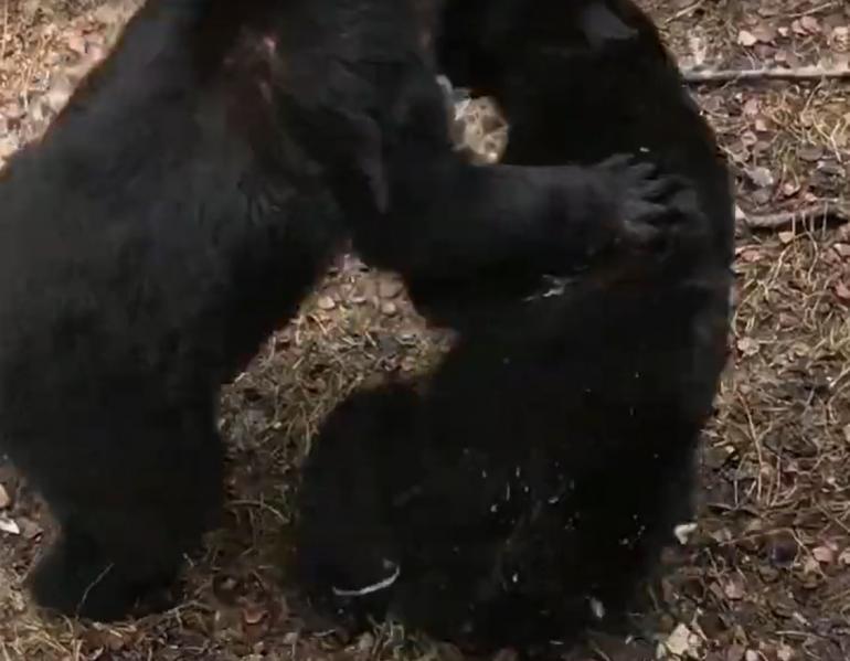 Bear fight