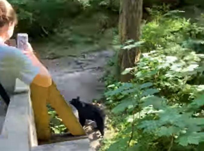 Bear on trail