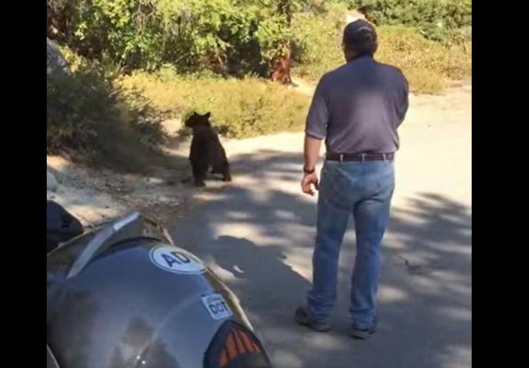 Bear release gone wrong