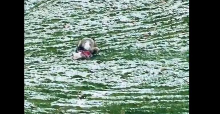 Chloe the dog rolling downhill