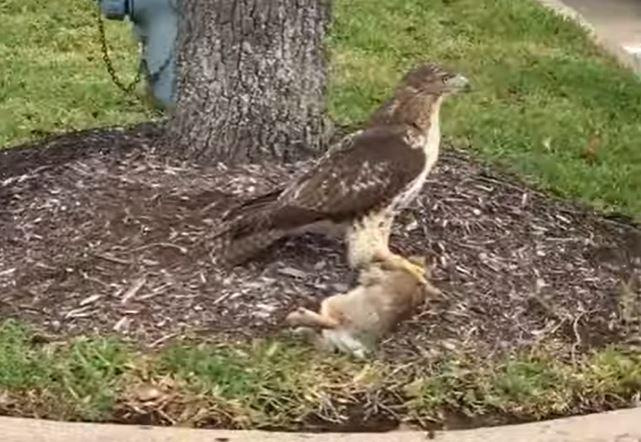 Hawk vs. Bunny