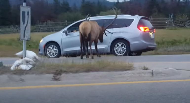 Elk versus photographer