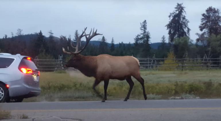 Elk versus photographer