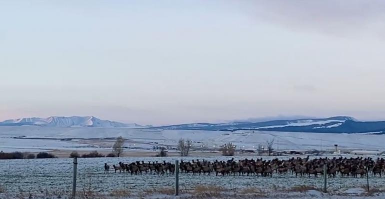 Elk herd outside Deer Lodge