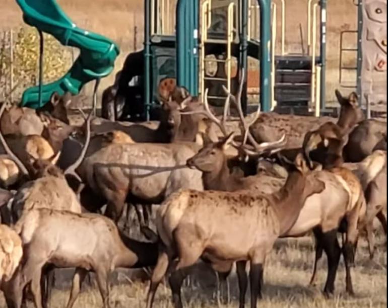 Elk playground