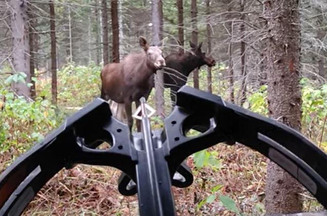 Moose approaching hunter