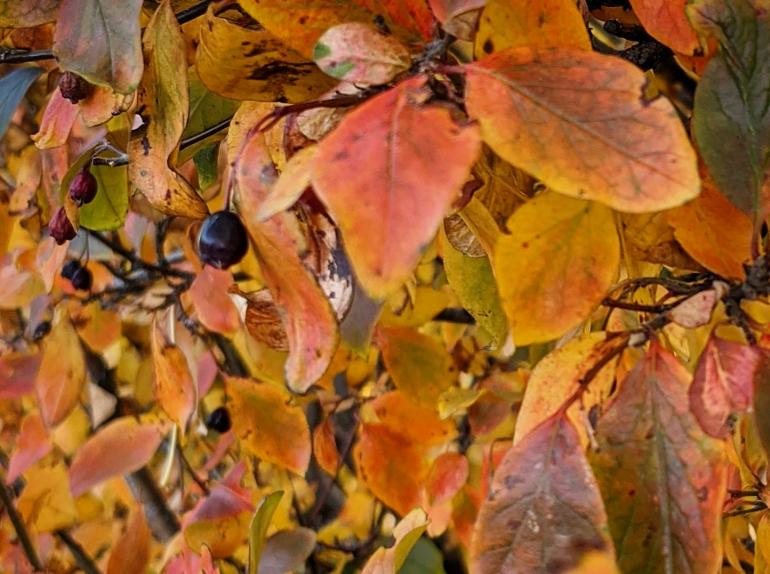 Autumn leaves with berry