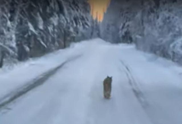Bobcat in the road